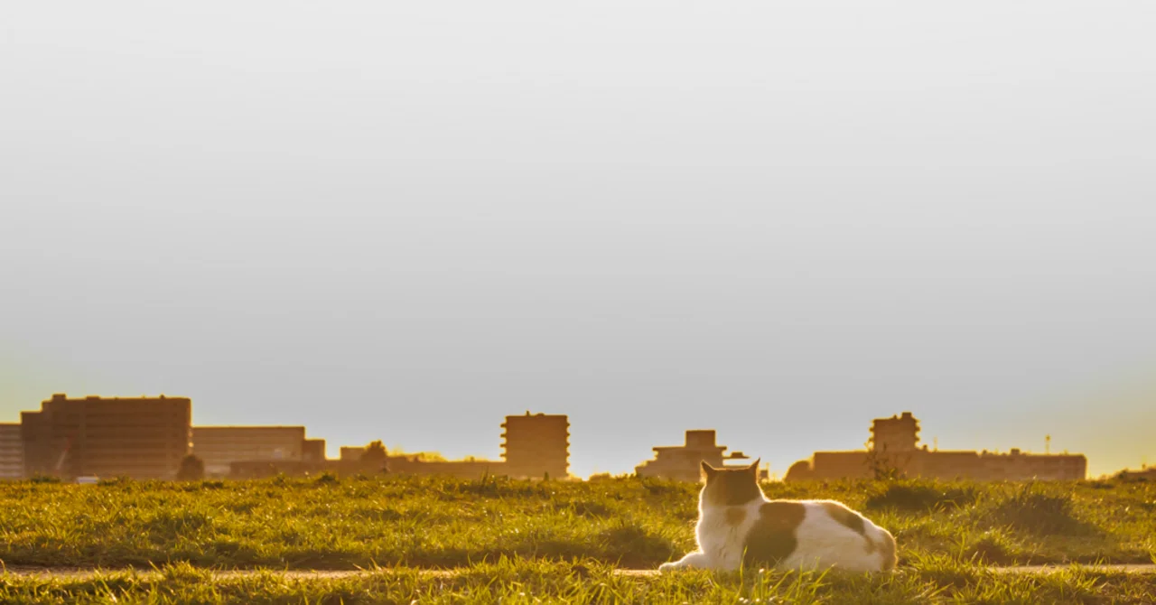 猫たちのいる風景】｜猫写真家 猫田晃広（Akihiro Nekota）