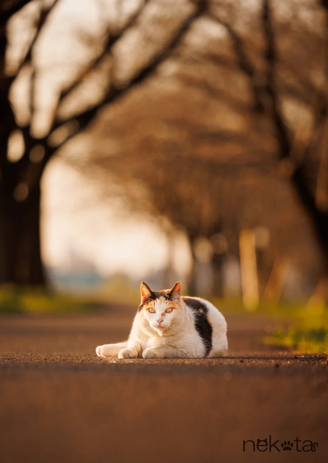 猫たちのいる風景】｜猫写真家 猫田晃広（Akihiro Nekota）