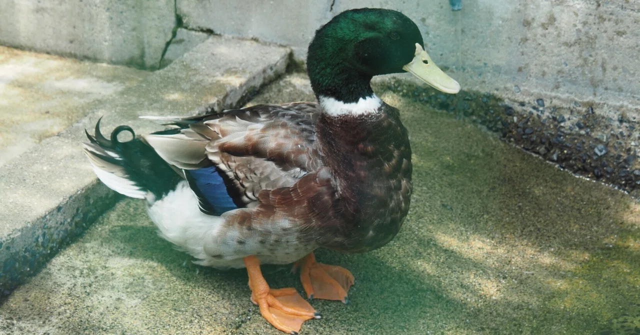 マガモじゃないらしいよ│アオクビアヒル Japanese Mallard Duck｜M_ayumi