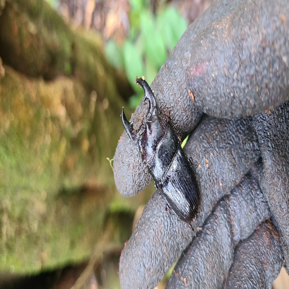ボルネオ島 昆虫採集紀行④ 🇲🇾｜キヨタミ