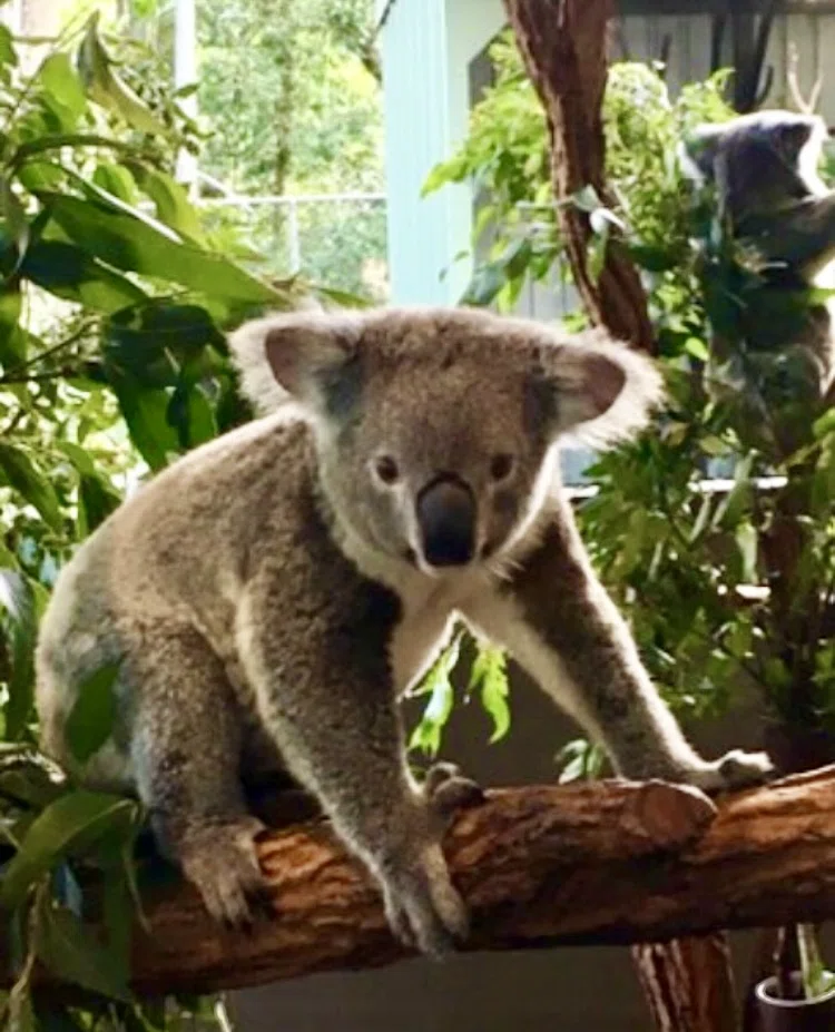 The Koalas I Met in Australia 🐨｜miuhisa