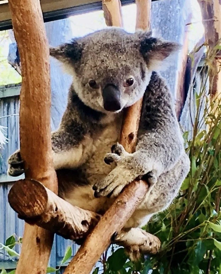 オーストラリアで出会ったたコアラ🐨｜miuhisa