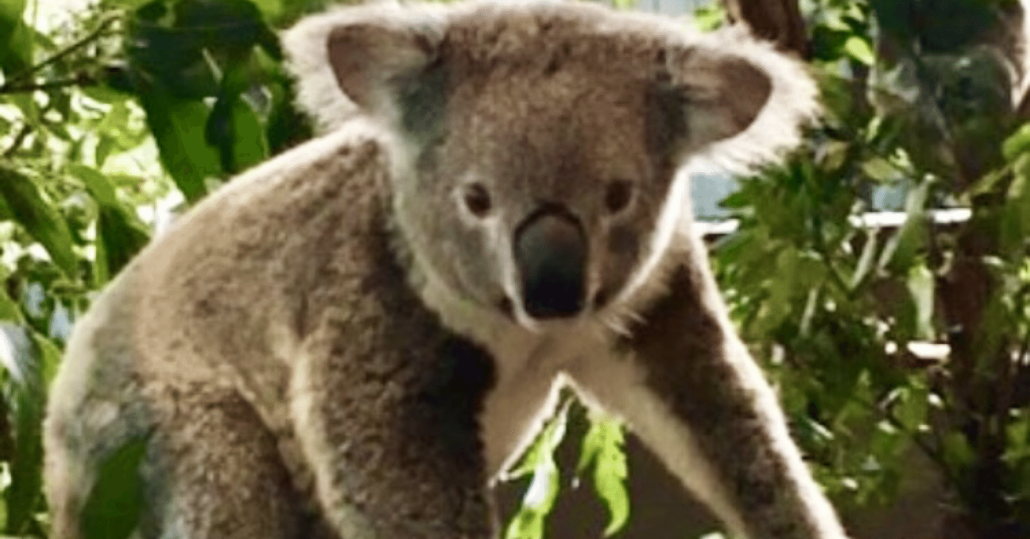 オーストラリアで出会ったたコアラ🐨｜miuhisa