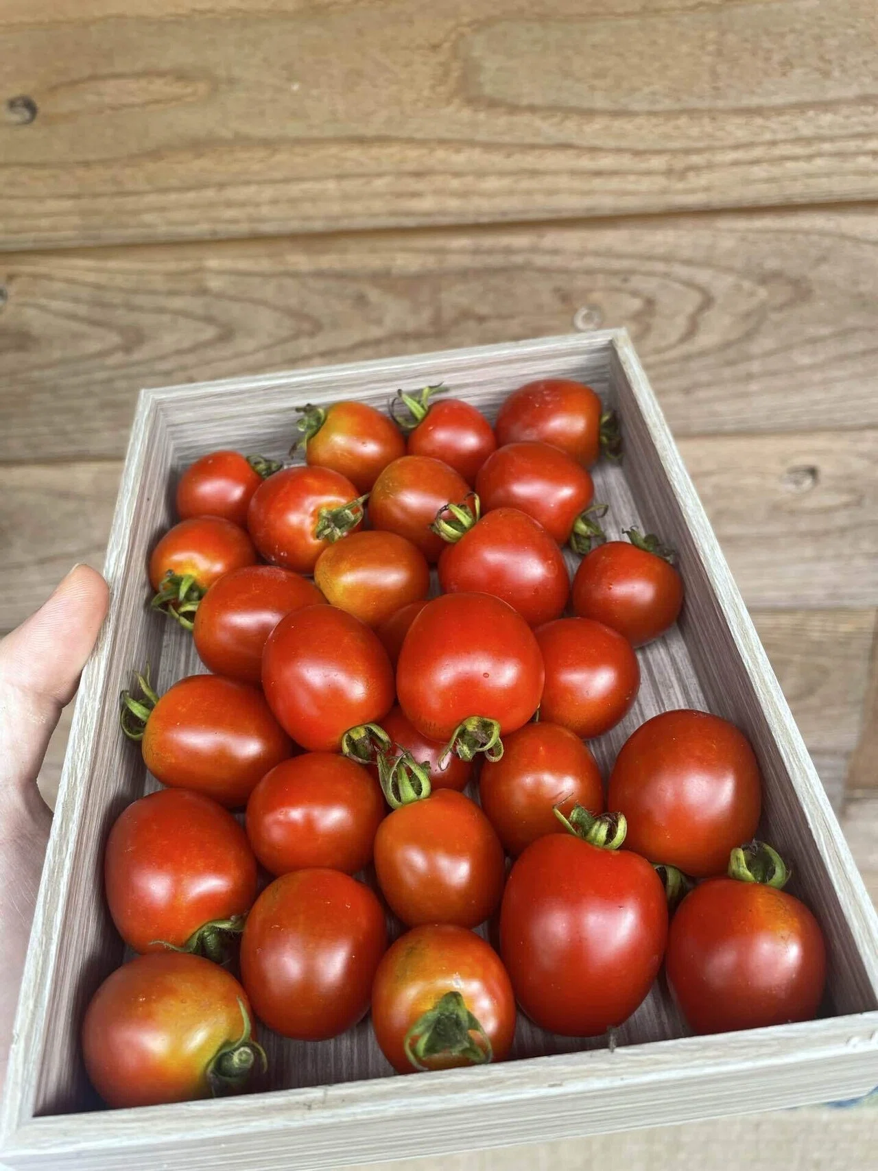 Cherry tomatoes grew with zero effort | Lazy Home Gardening Summer