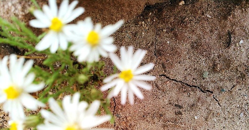 花と大地