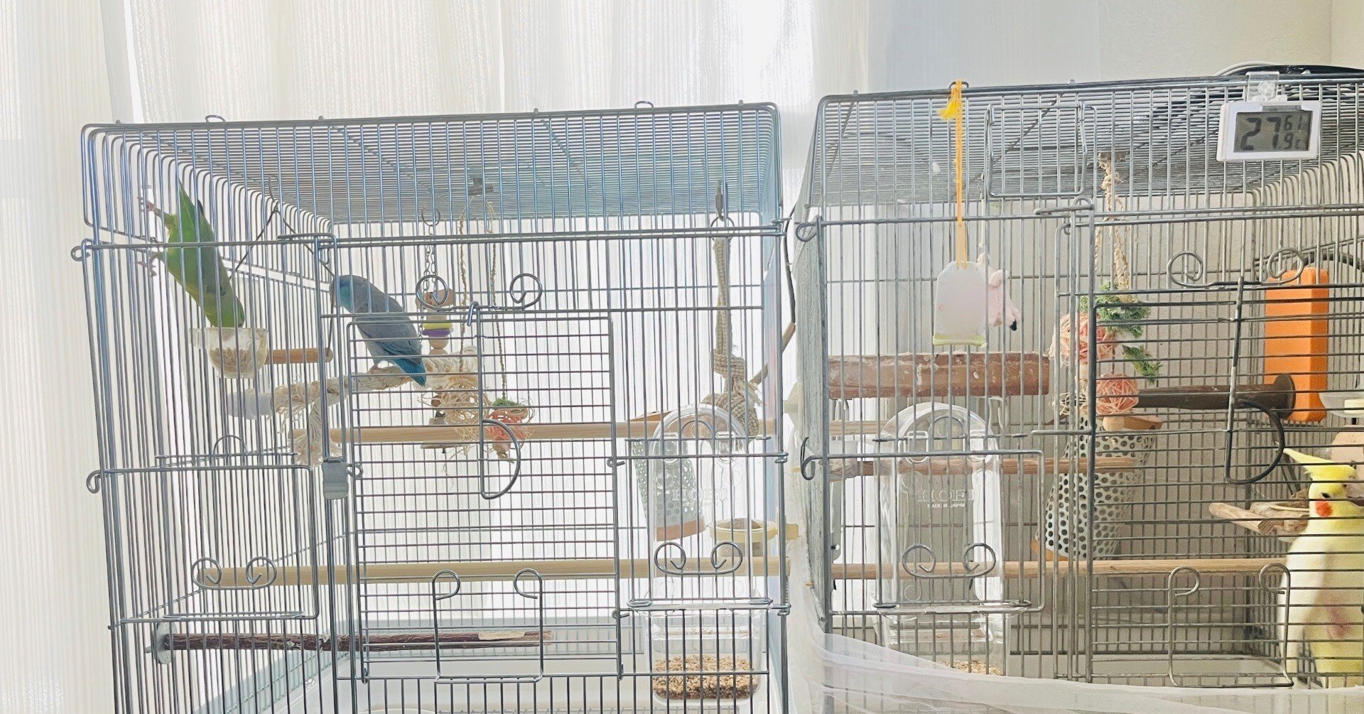 マメルリハ夫婦の新居🐥🐥 ホーエイ465インコ｜りあこ
