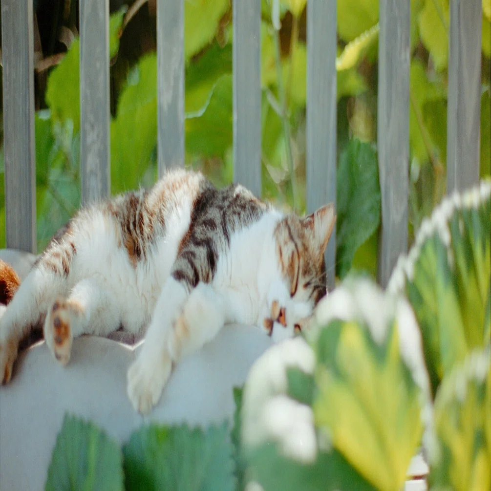 フィルムで歩く、夏の猫島。｜PortraとCinestillの記録｜Kenta Mizune