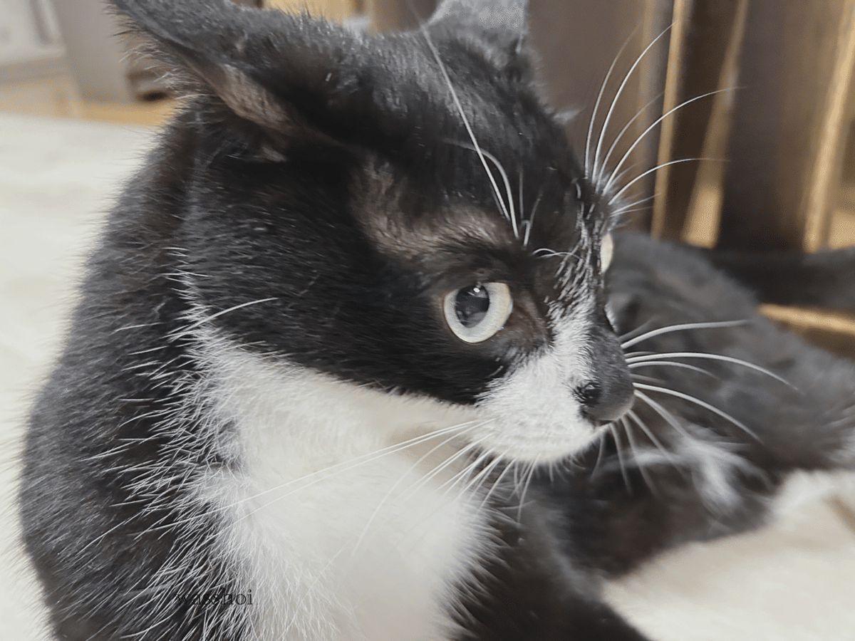 週間犬猫｜2025.7/14〜7/20｜かんろに