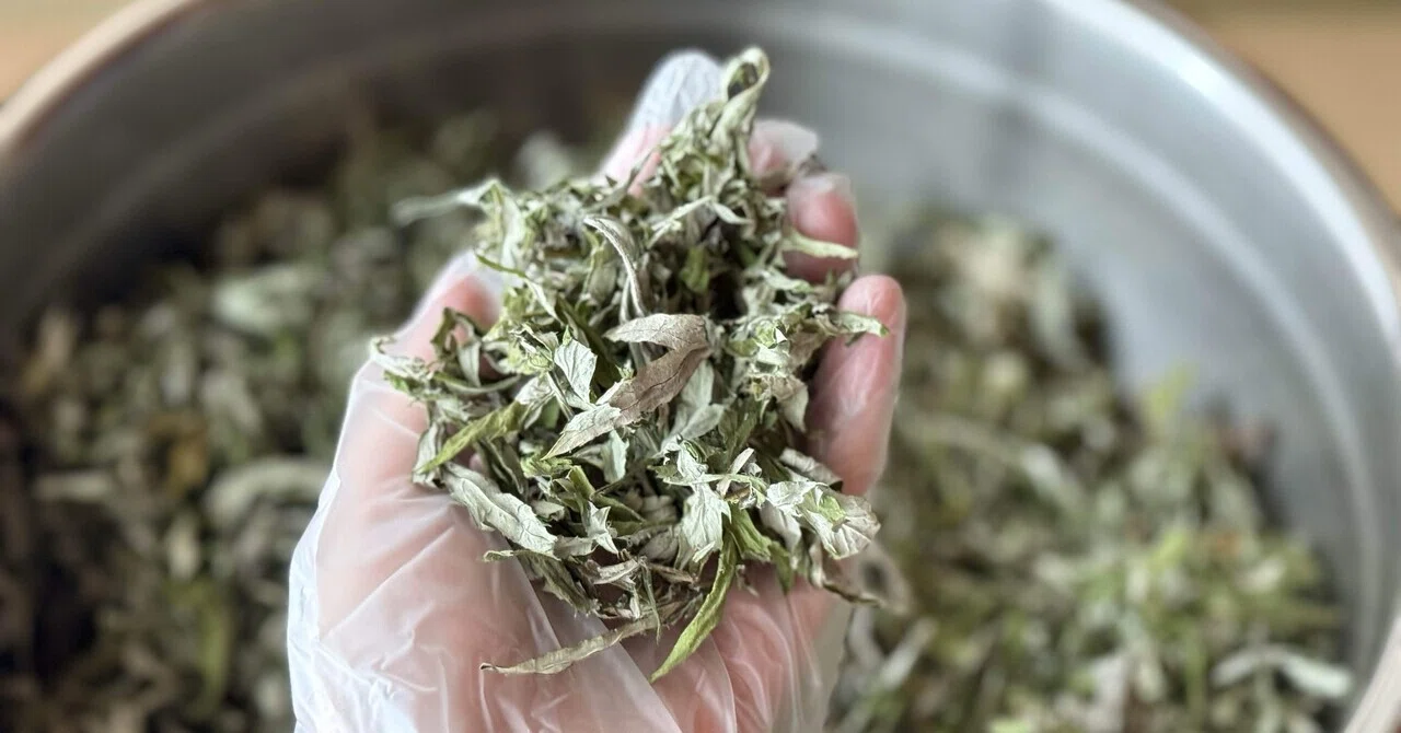 乾燥 よもぎ 100g 乾燥よもぎ100gを作るには？生葉の重みと、草の命の話。｜よもぎ