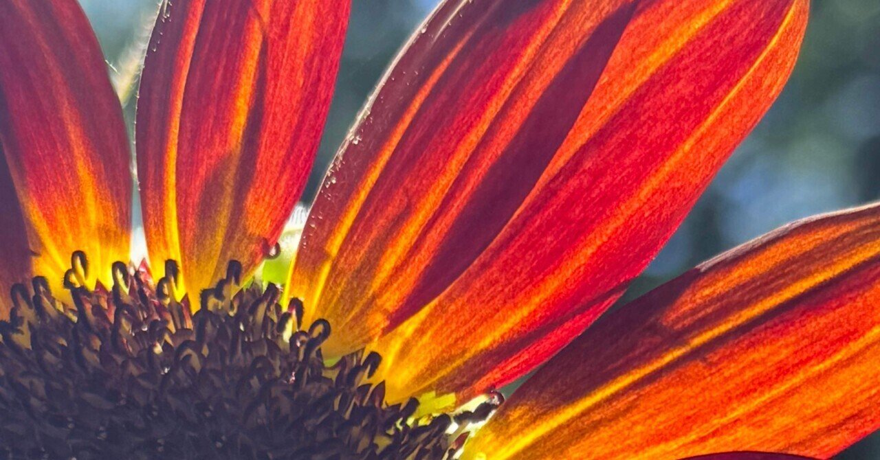 ムーラン ルージュ ドイツで生み出された赤い向日葵｜EGGSEED ドイリー  