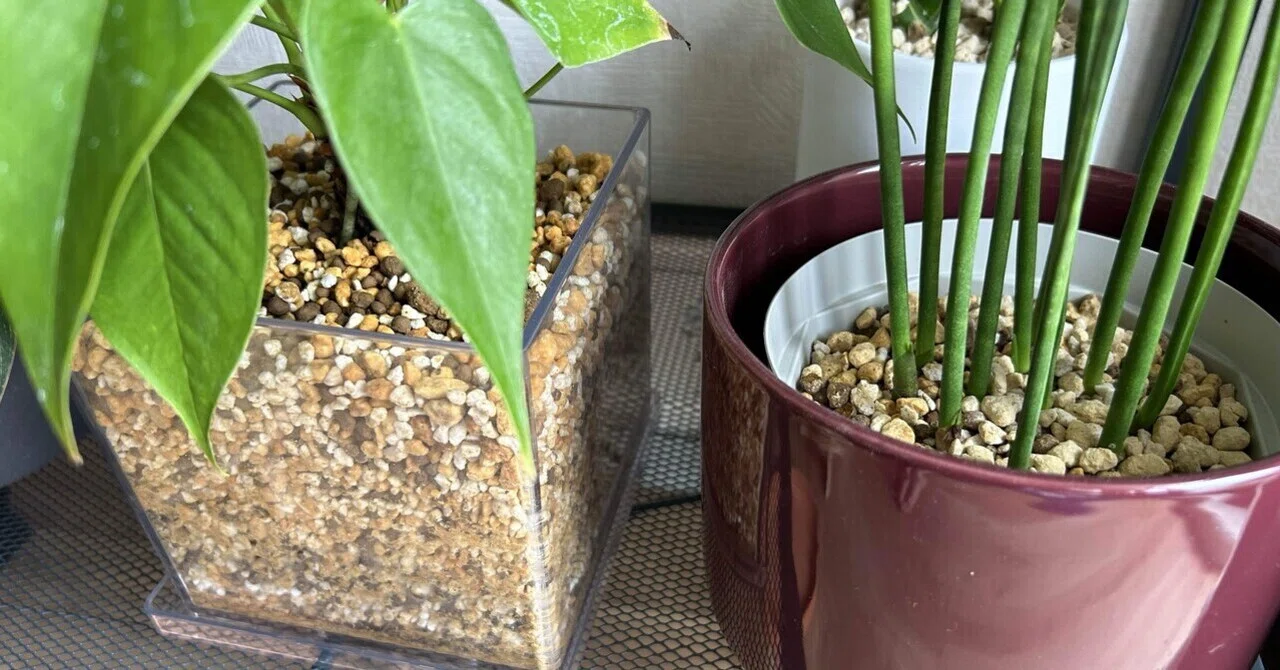 用土によって育ち方が違う？わが家で使ってる用土ちょっと比較してみた
