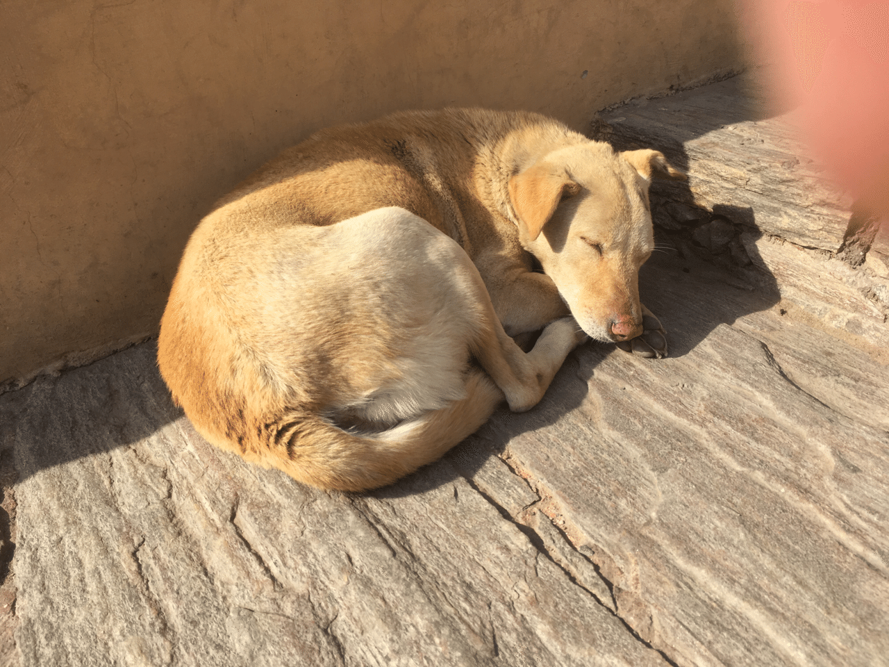 インドの犬の話 とうふ Note