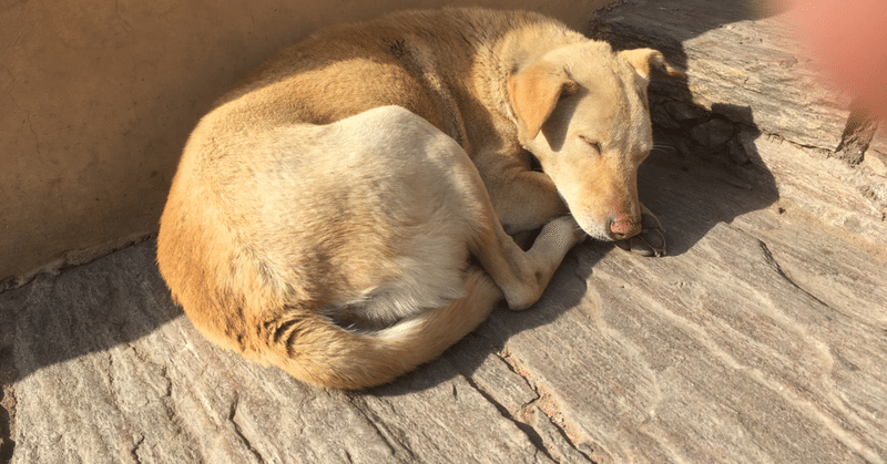 インドの犬の話 とうふ Note