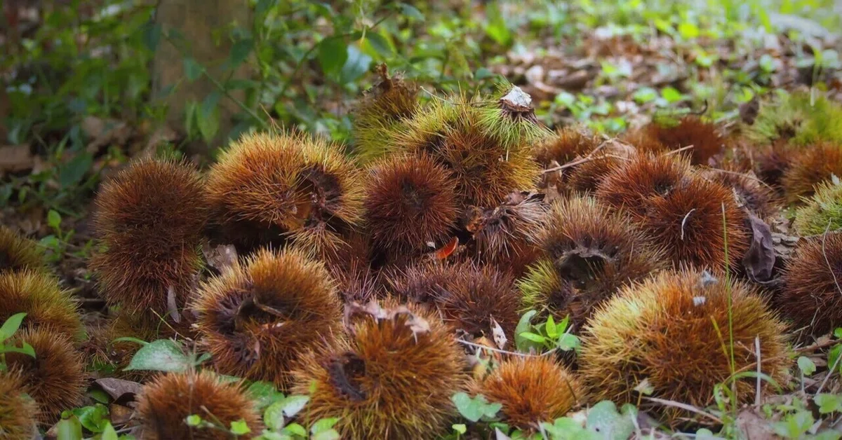 Sea Urchins and Chestnuts｜植野ぽんじ