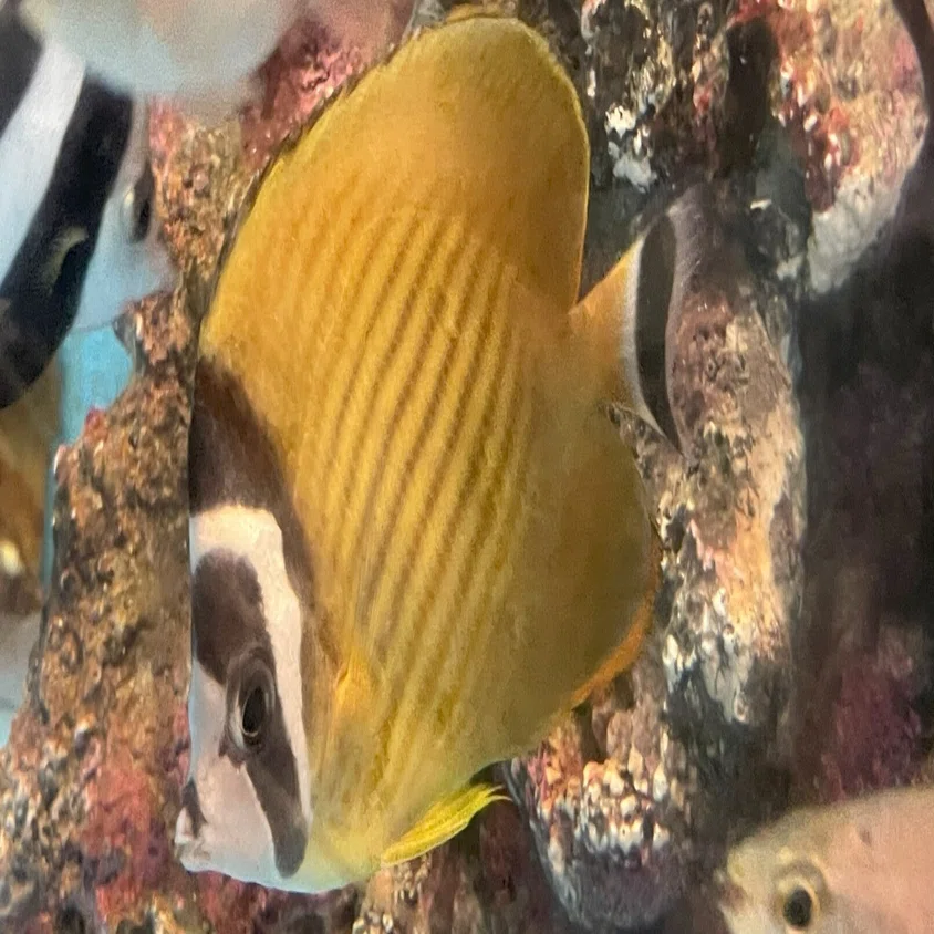 ツキチョウチョウウオ《展示動物解説》｜桂浜水族館 公式
