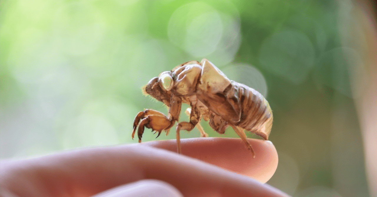 現在50歳、私のセミリタイアに至る経緯｜50歳セミリタイアおじさん＠たまに印刷屋