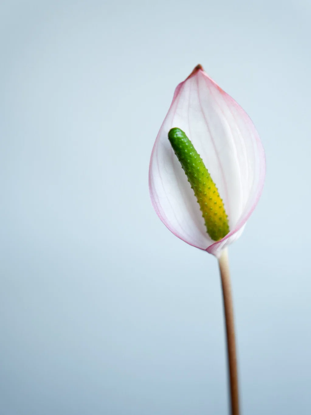 🌱Anthurium carlablackiae について🌱｜acu_s_forest