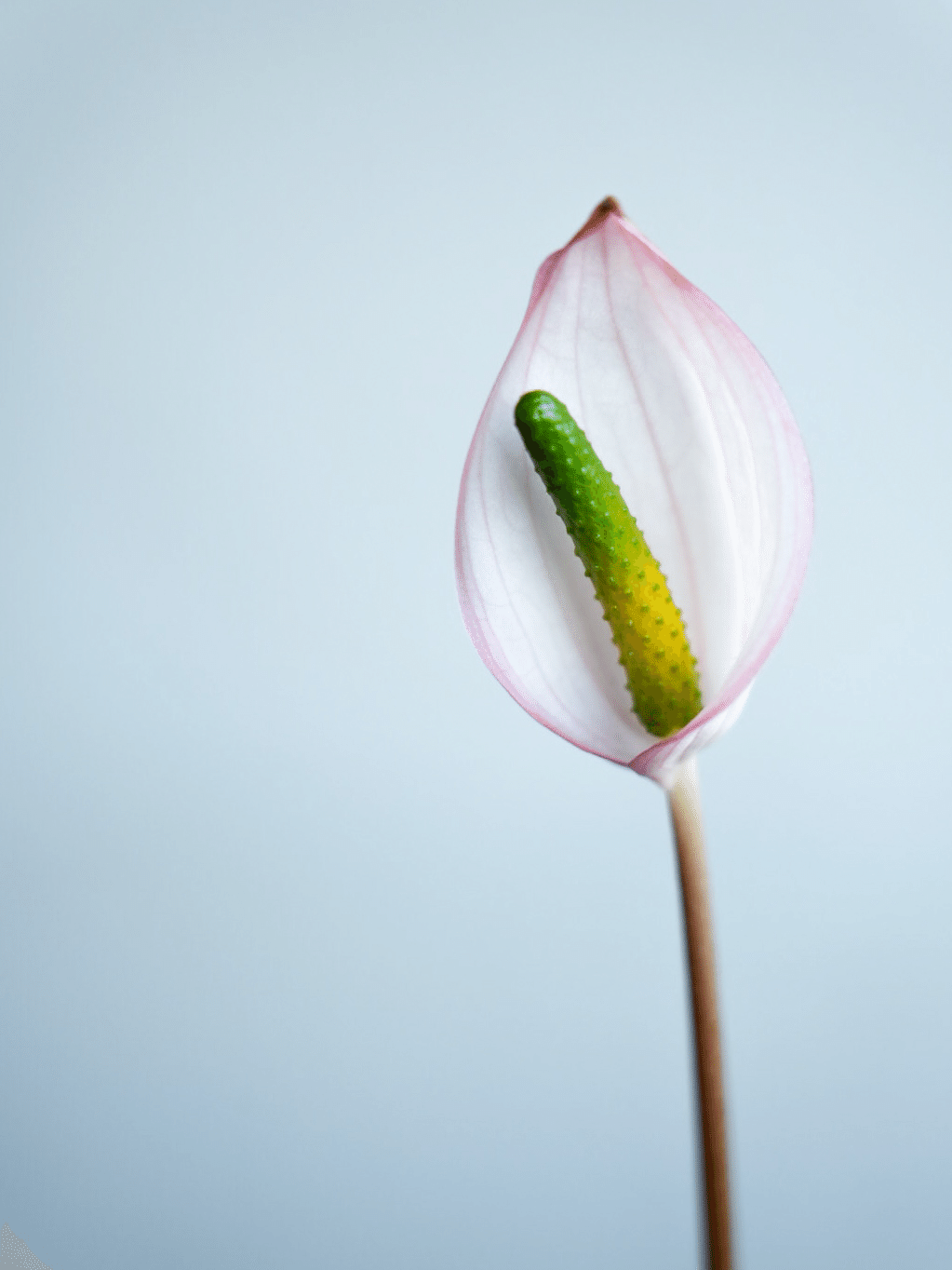 🌱Anthurium carlablackiae について🌱｜acu_s_forest