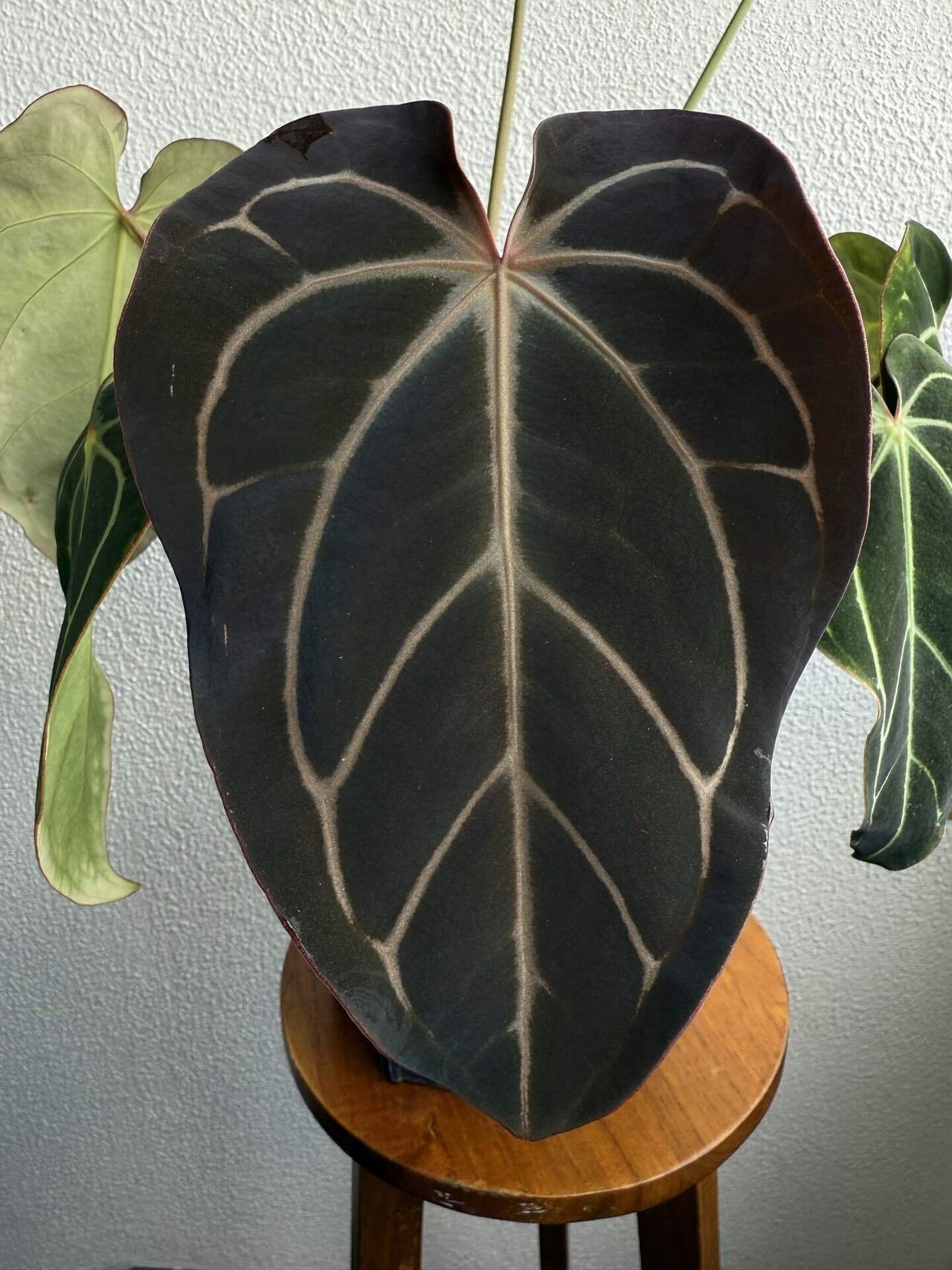 🌱Anthurium carlablackiae について🌱｜acu_s_forest