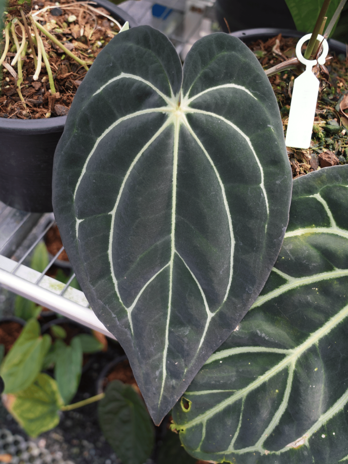 その他観葉植物 Anthurium calablackiae Anthurium Carlablackiae / アンスリウム カーラブラッキー⑩