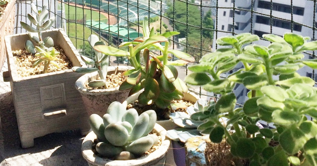 これから始める緑のある暮らし 初心者にもおススメ ぷくぷく可愛い多肉植物を育てよう ナフコ スタッフがイチ押しアイテムで語ってみるnote