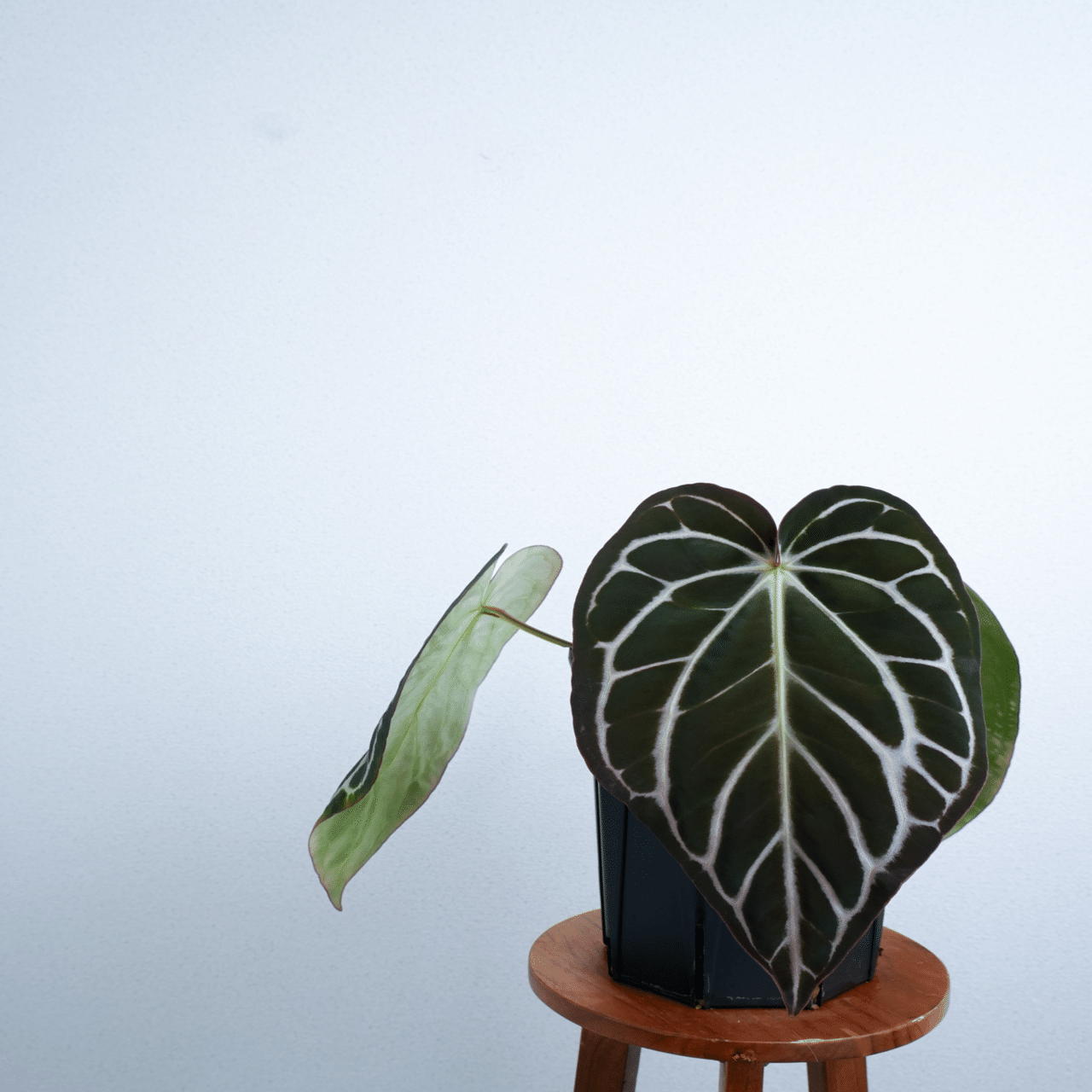 🌱Anthurium carlablackiae について🌱｜acu_s_forest