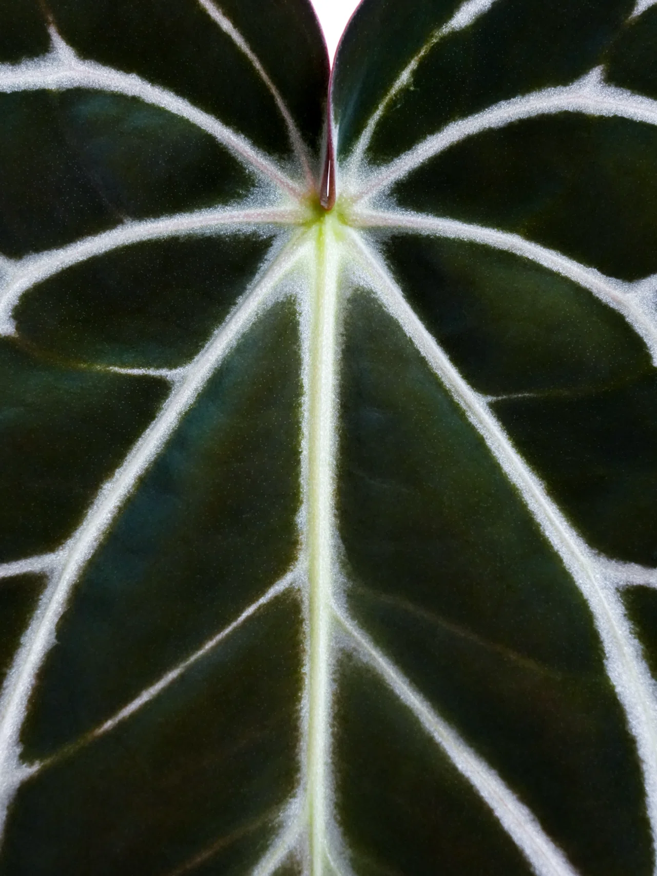 🌱Anthurium carlablackiae について🌱｜acu_s_forest