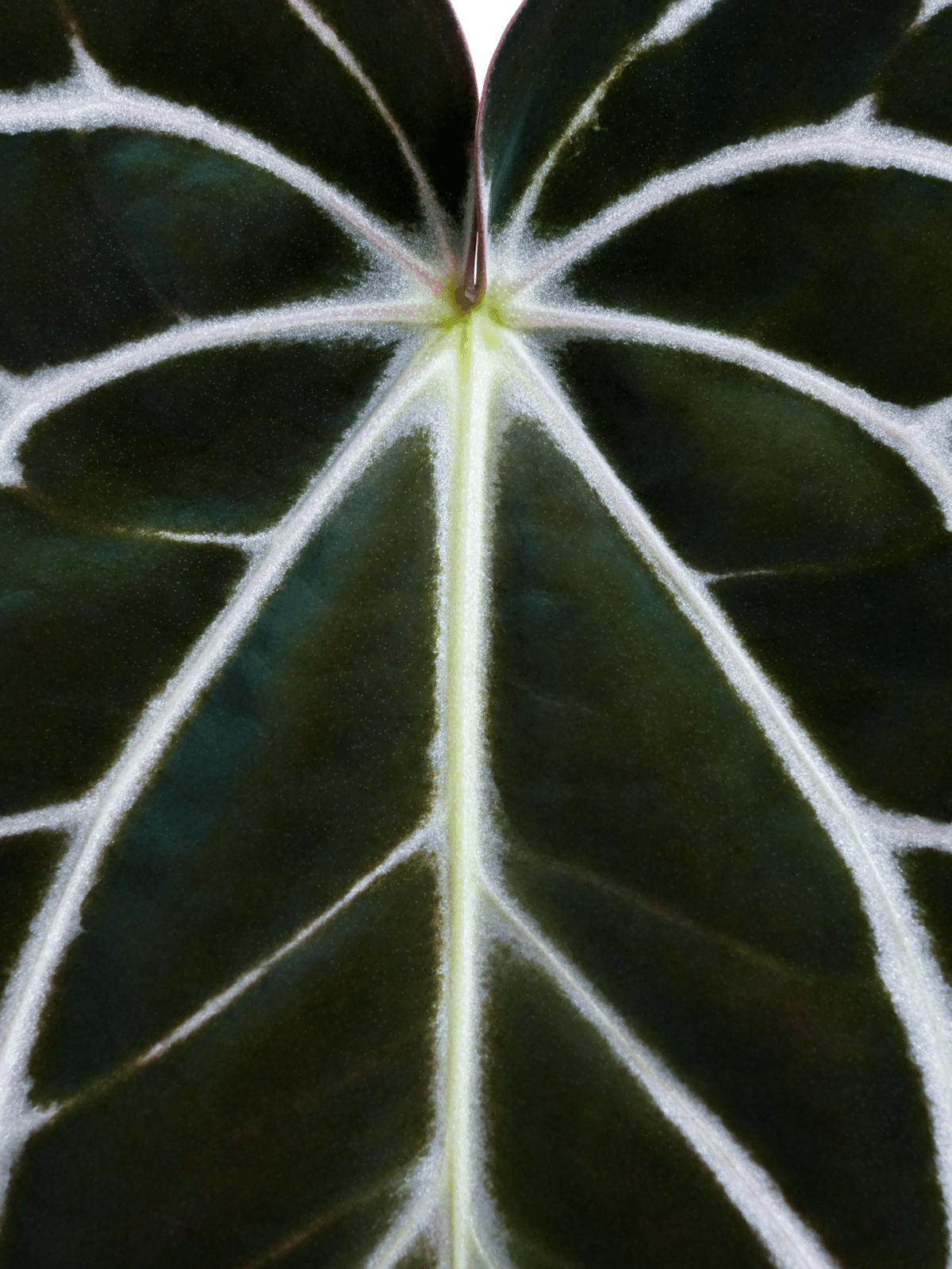 その他観葉植物 Anthurium carlablackiae Anthurium carlablackiae / アンスリウム カーラブラッキアエ