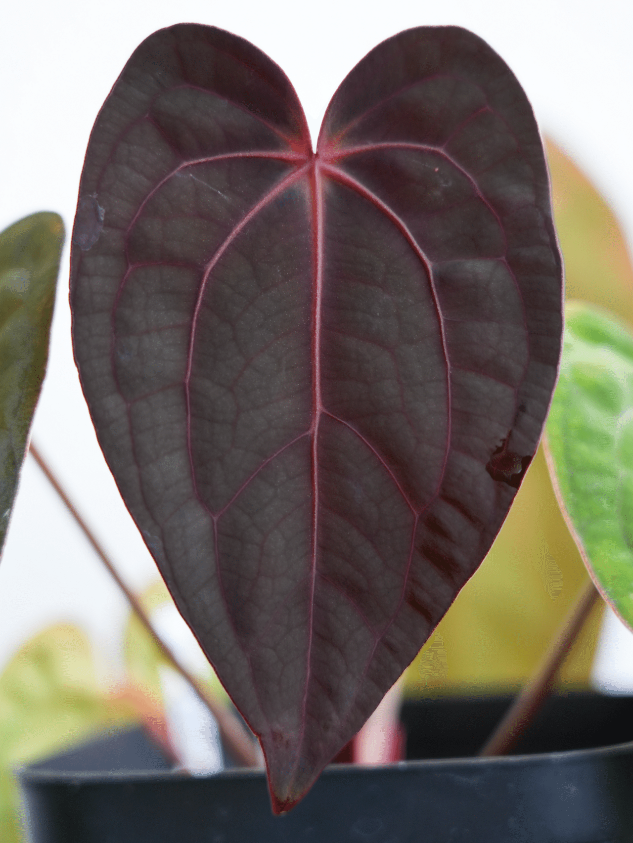 Anthurium Carlablackiae/アンスリウム カーラブラッキー⑬