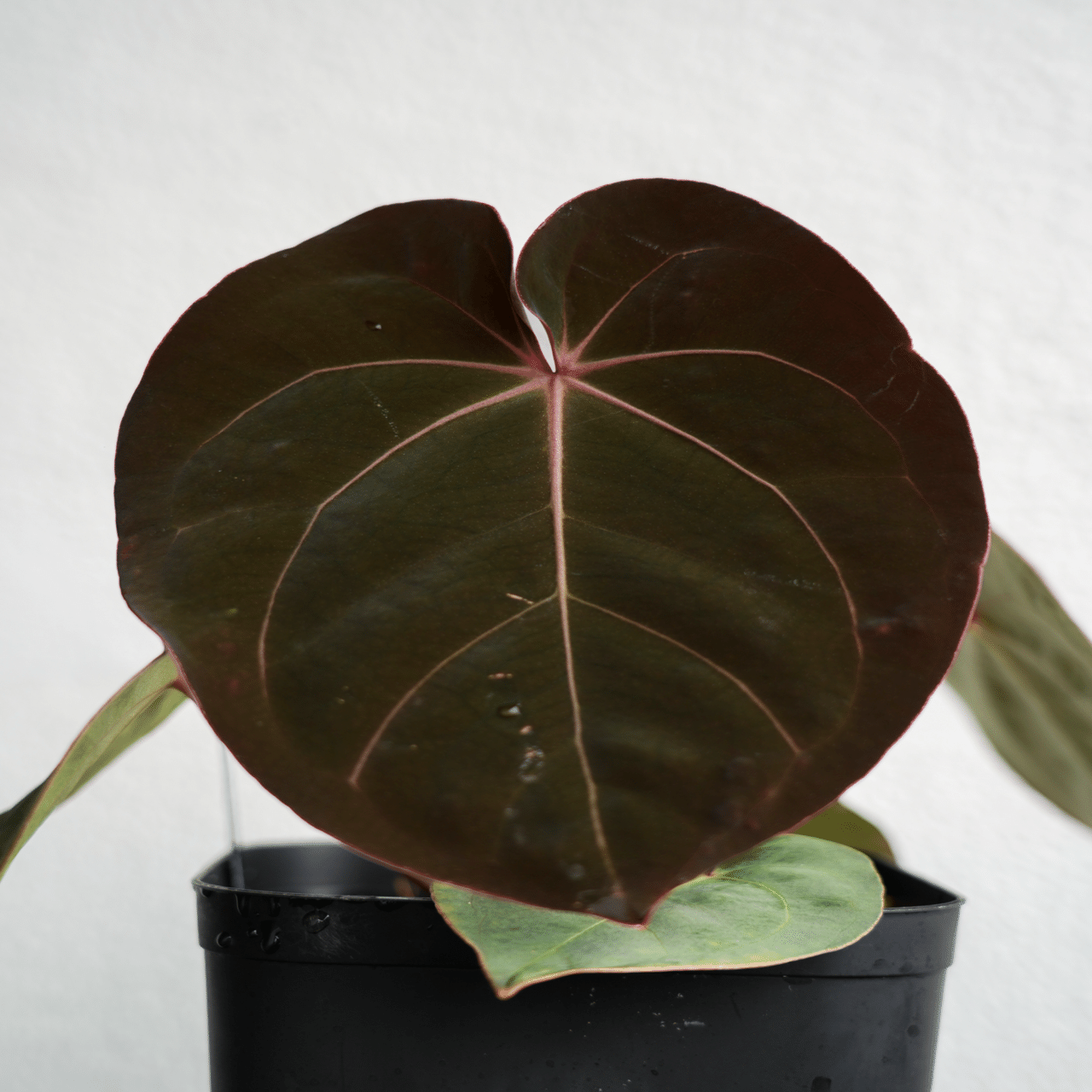 🌱Anthurium carlablackiae について🌱｜acu_s_forest