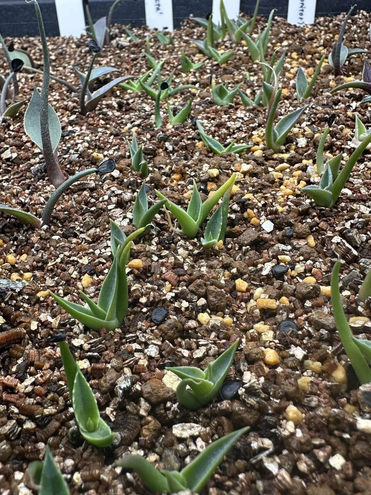 アガベ（笹の雪、チタノタブルー他数種類）の実生記録｜発芽から育成