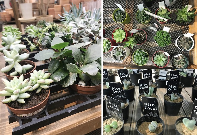 これから始める緑のある暮らし 初心者にもおススメ ぷくぷく可愛い多肉植物を育てよう ナフコ スタッフ Nafco Staff Note これから始める緑のある暮らし 初心者にもおススメ ぷくぷく可愛い多肉植物を育てよう ナフコ スタッフ Nafco Staff Note