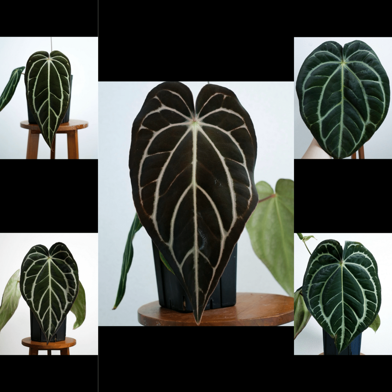 🌱Anthurium carlablackiae について🌱｜acu_s_forest