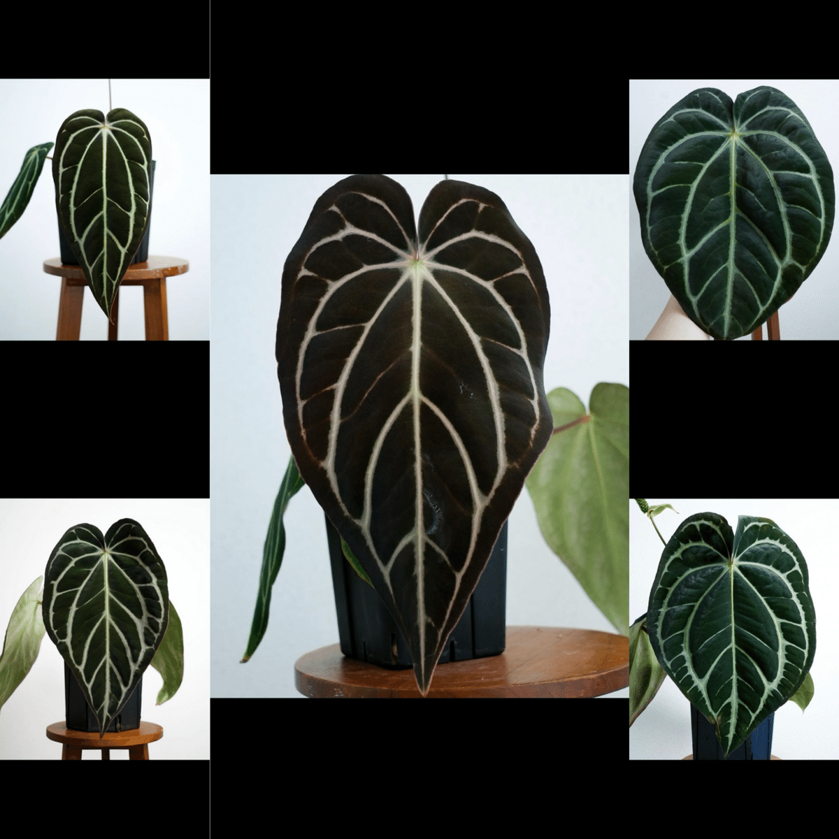 その他観葉植物 Anthurium carlablackiae Anthurium Carlablackiae / アンスリウム カーラブラッキー⑫