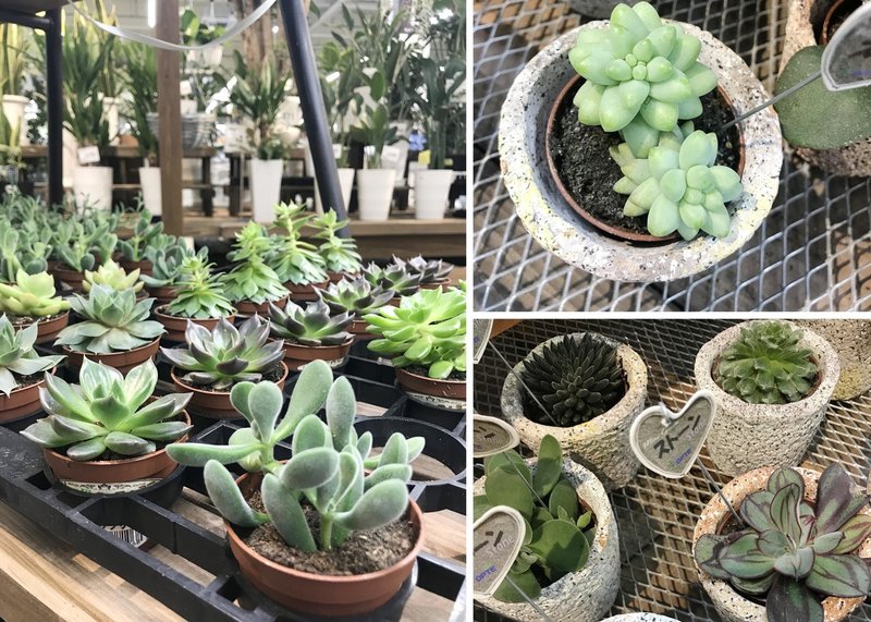 これから始める緑のある暮らし 初心者にもおススメ ぷくぷく可愛い多肉植物を育てよう ナフコ スタッフ Nafco Staff Note これから始める緑のある暮らし 初心者にもおススメ ぷくぷく可愛い多肉植物を育てよう ナフコ スタッフ Nafco Staff Note