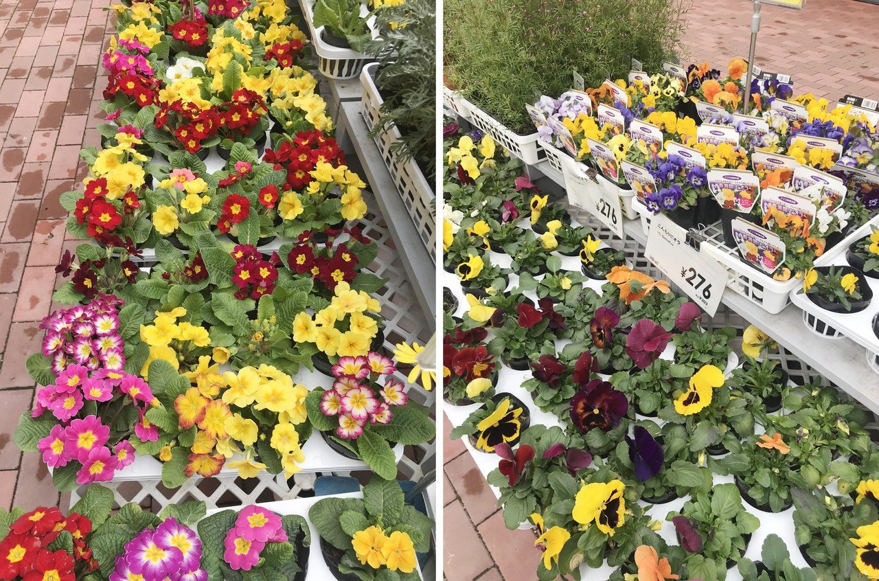 これから始める緑のある暮らし 初心者にもおススメ ぷくぷく可愛い多肉植物を育てよう ナフコ スタッフがイチ押しアイテムで語ってみるnote これから始める緑のある暮らし 初心者にもおススメ ぷくぷく可愛い多肉植物を育てよう ナフコ スタッフがイチ押しアイテムで語ってみるnote