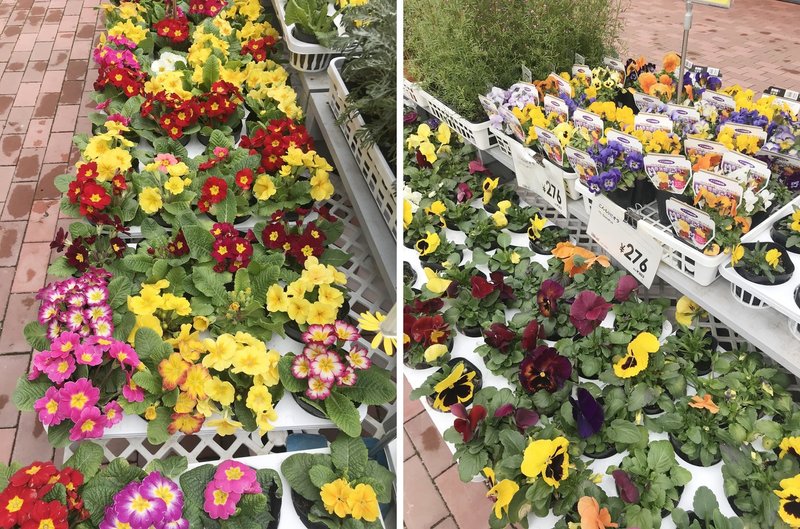 これから始める緑のある暮らし 初心者にもおススメ ぷくぷく可愛い多肉植物を育てよう ナフコ スタッフ Nafco Staff Note これから始める緑のある暮らし 初心者にもおススメ ぷくぷく可愛い多肉植物を育てよう ナフコ スタッフ Nafco Staff Note