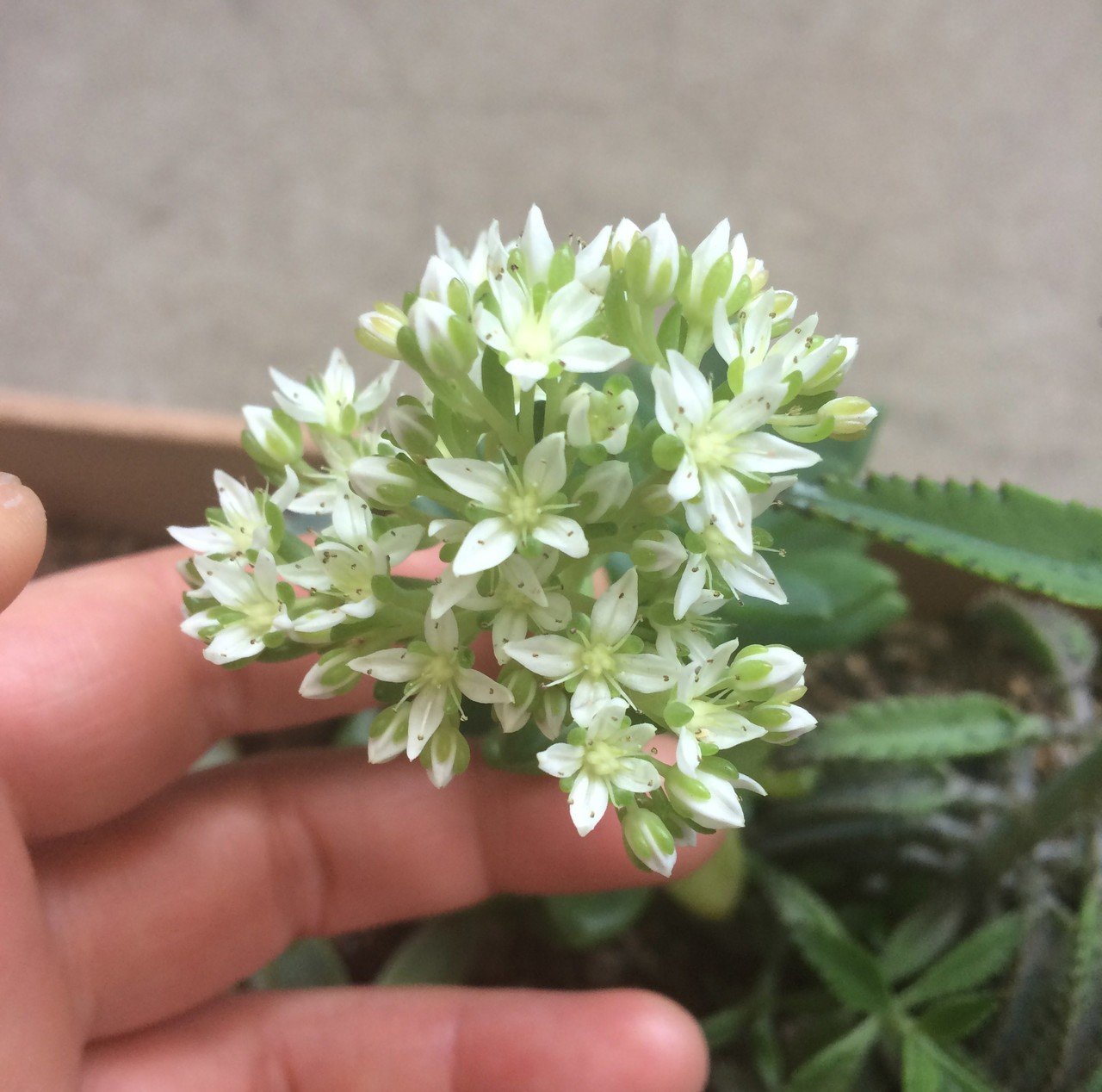 これから始める緑のある暮らし 初心者にもおススメ ぷくぷく可愛い多肉植物を育てよう ナフコ スタッフがイチ押しアイテムで語ってみるnote これから始める緑のある暮らし 初心者にもおススメ ぷくぷく可愛い多肉植物を育てよう ナフコ スタッフがイチ押しアイテムで語ってみるnote