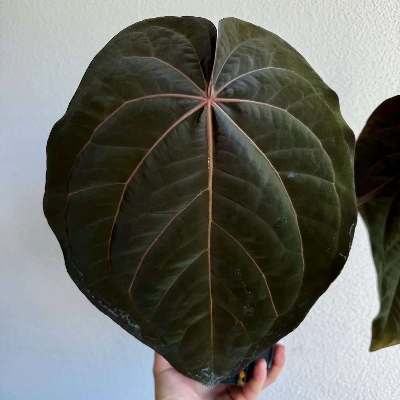 🌱Anthurium carlablackiae について🌱｜acu_s_forest