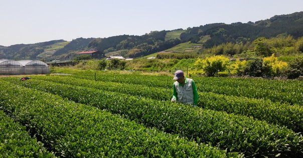 松岡映丘、【富嶽茶園之図】、希少な大判額装用画集より、美品、日本人画家 松岡映丘「富嶽茶園図」献上顛末｜KONITASeiji