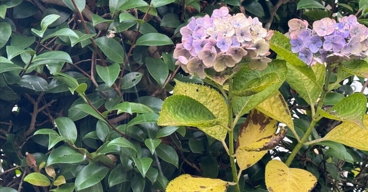 2025年-7月折り返しJuly・・・植物模様：アジサイ｜happea