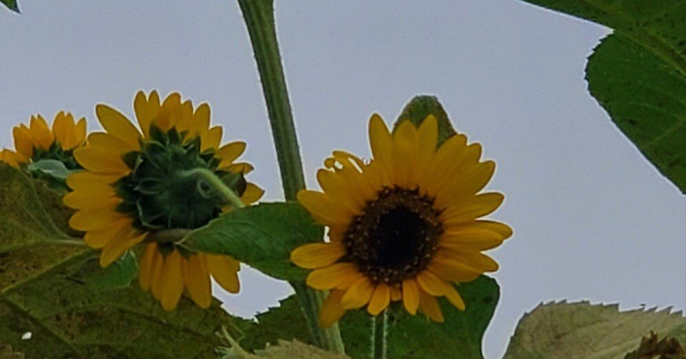 向日葵(夏の季語)晩夏｜我ふたり