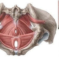 横隔膜の解剖 Re Frame Conditioning Academy Rfca Note