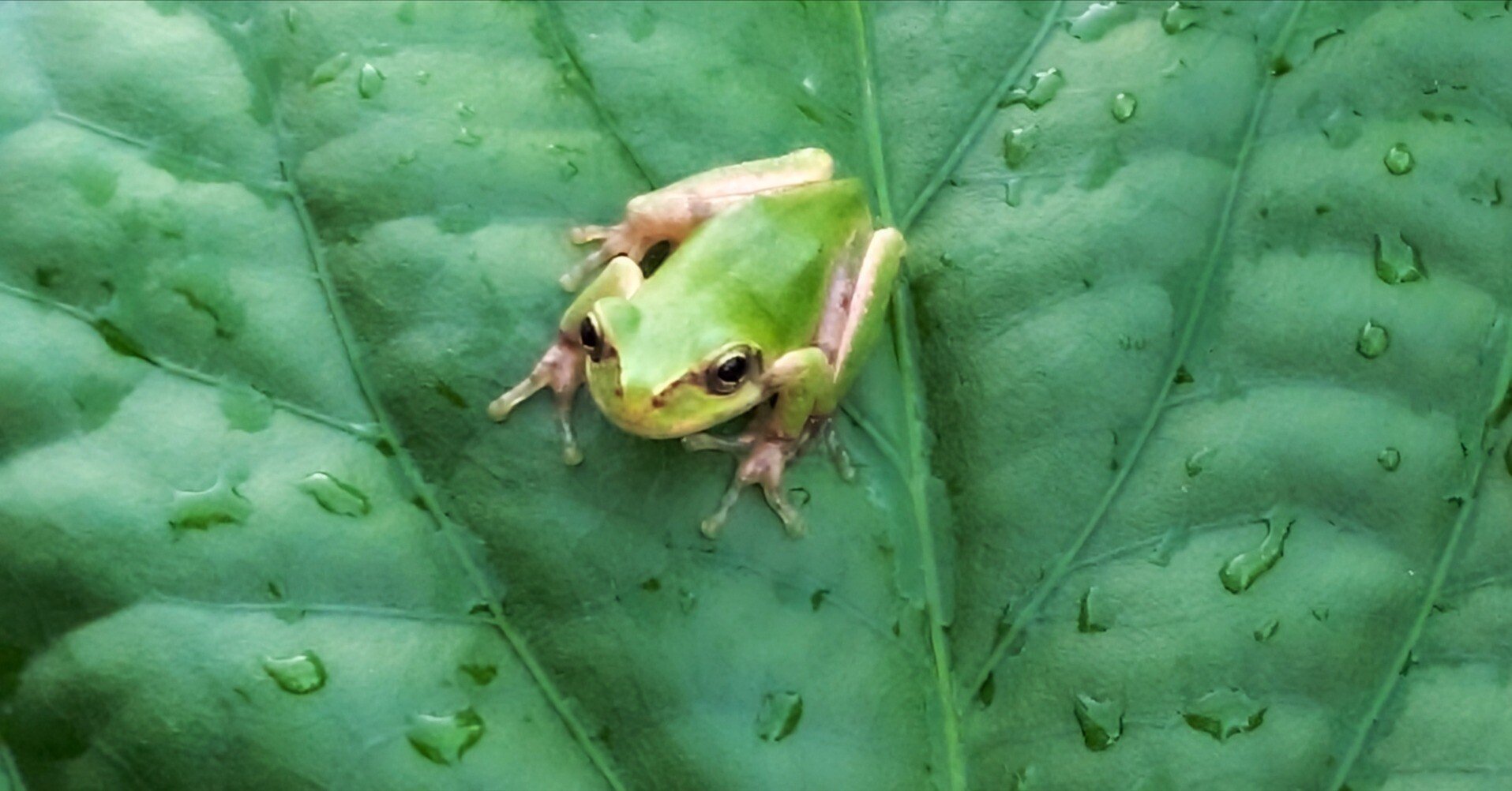 雨蛙様確認用 雨と畑のアマガエル｜annon