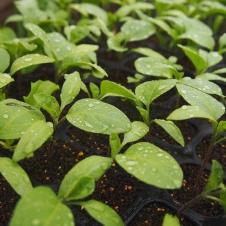 はなのみやこの年のノート Note はなのみやこの年のノート Note