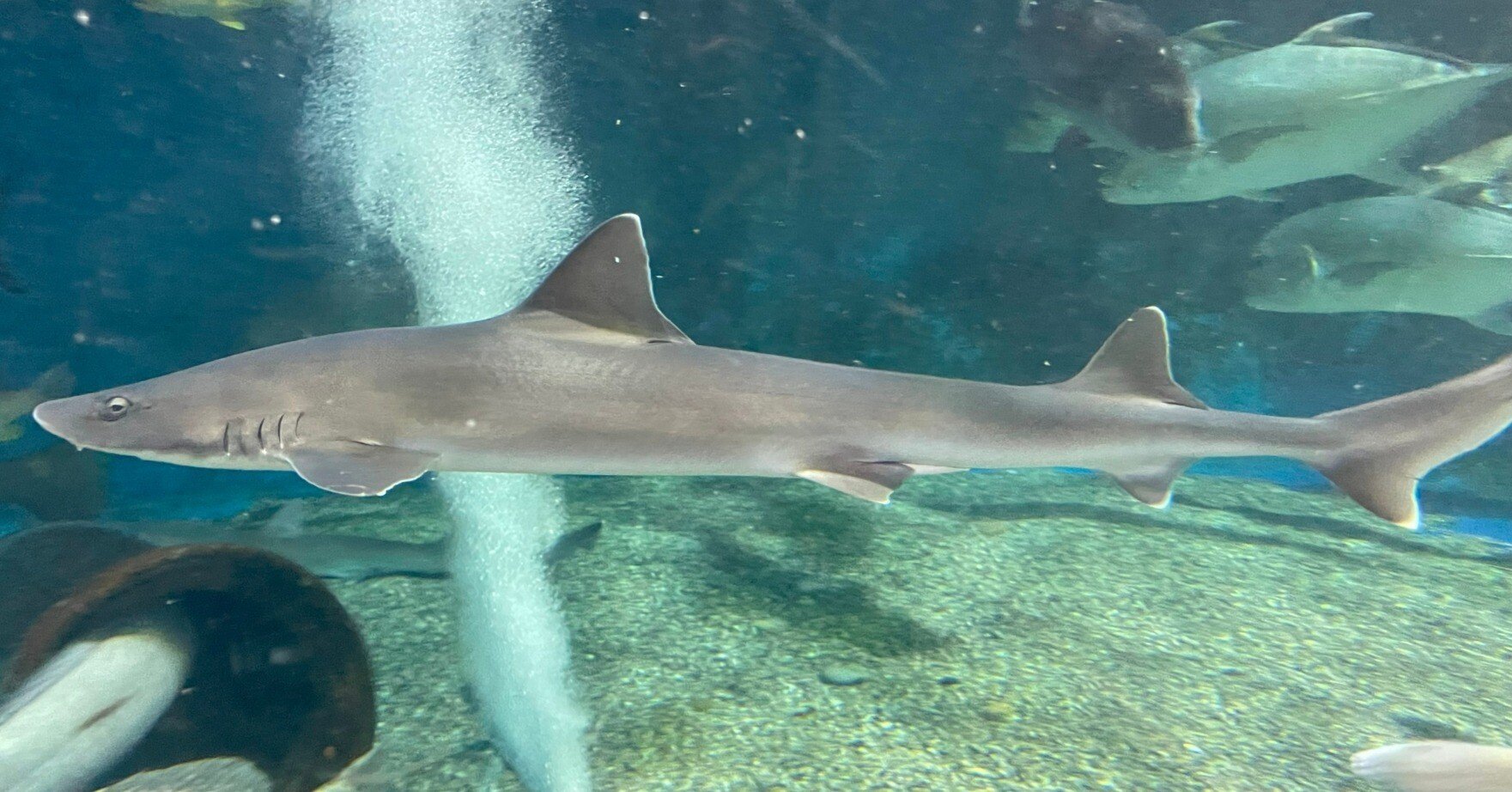 シロザメ《展示動物解説》｜桂浜水族館 公式