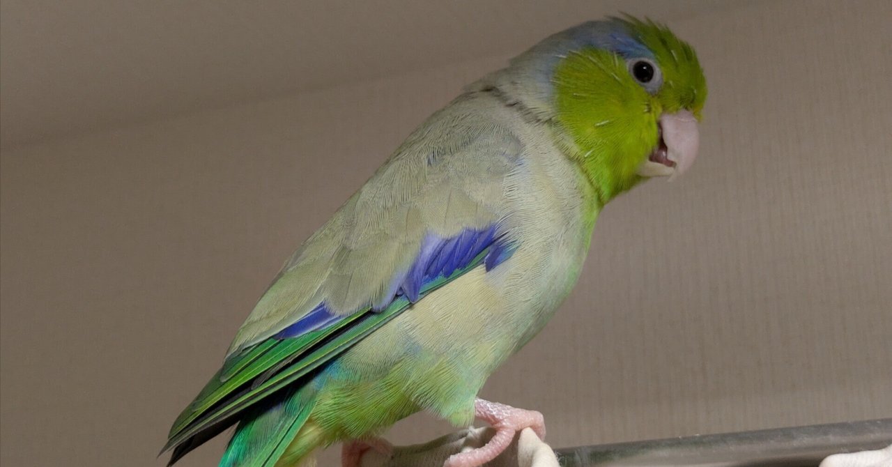 傷ついてしまったマメルリハ｜稲生瀬鴉（いのうせあ）