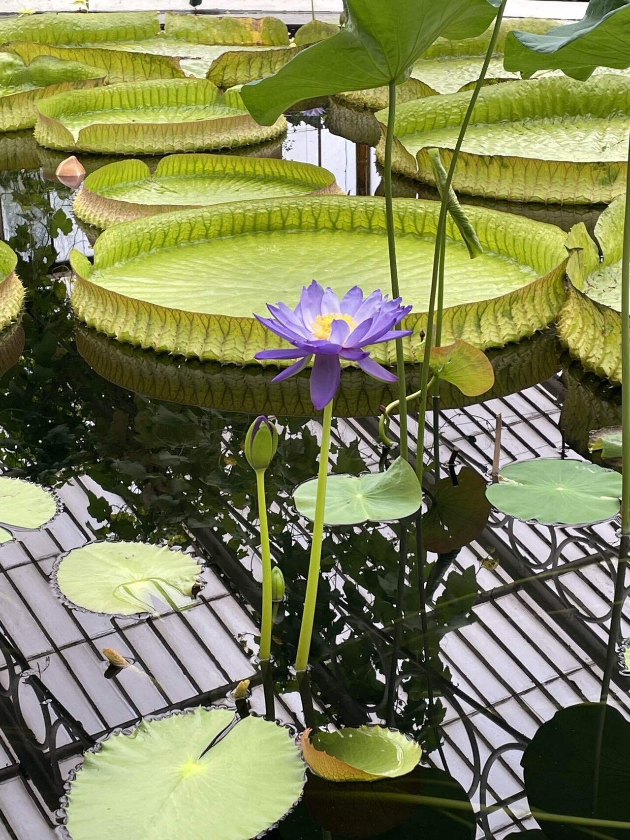 キューガーデン 世界遺産の植物園｜bee.friendly