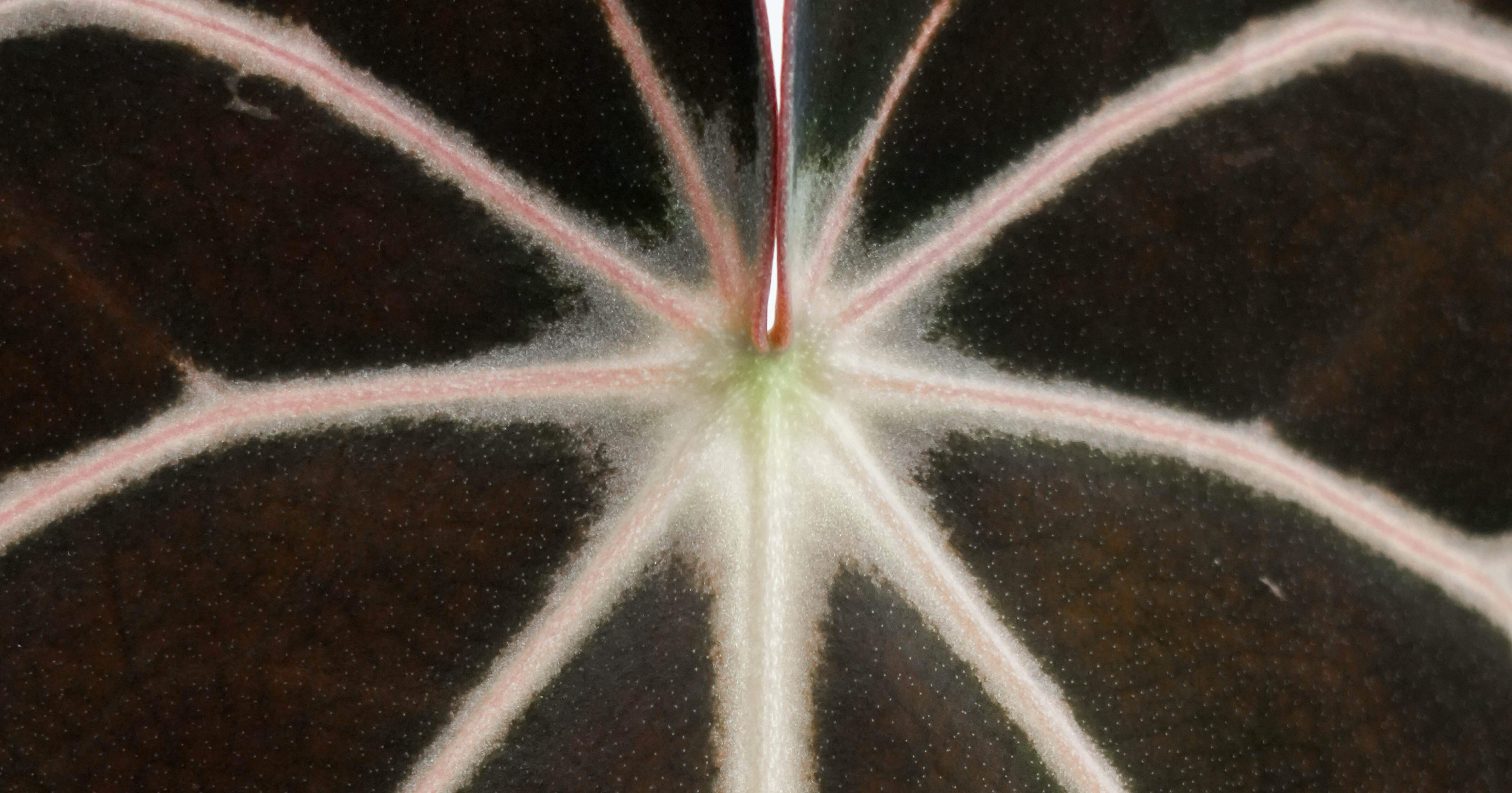 🌱Anthurium carlablackiae について🌱｜acu_s_forest