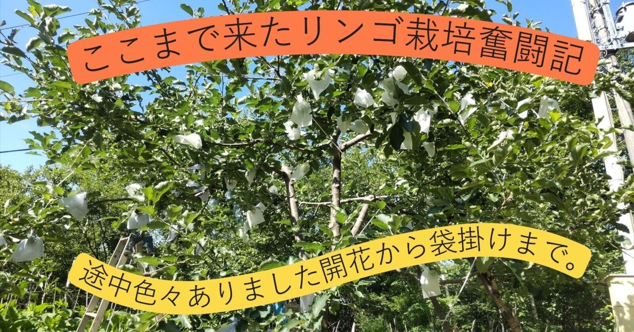 断捨離中のリンゴ畑 断捨離中のリンゴ畑様 リクエスト 2点 まとめ商品 まとめ売り